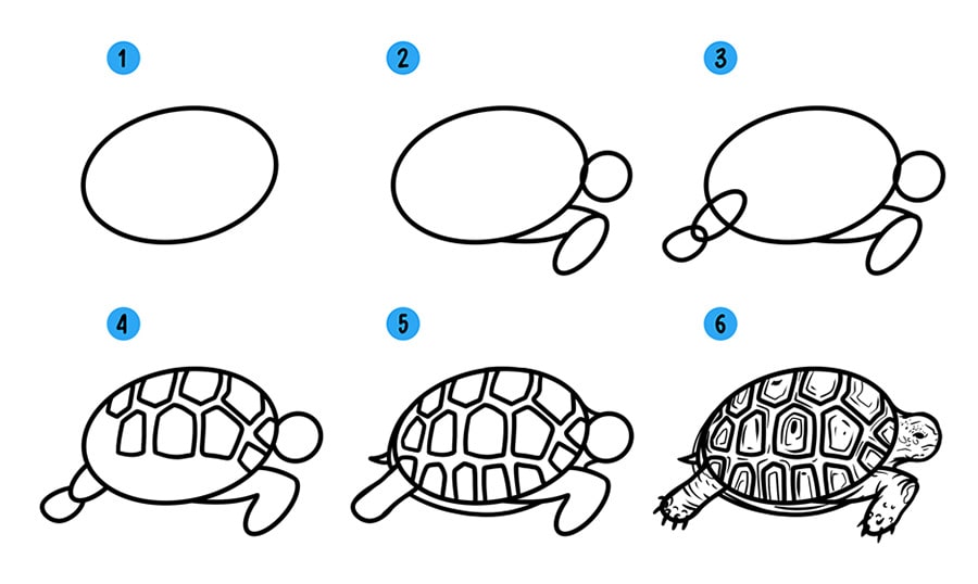 Как нарисовать черепаху поэтапно карандашом